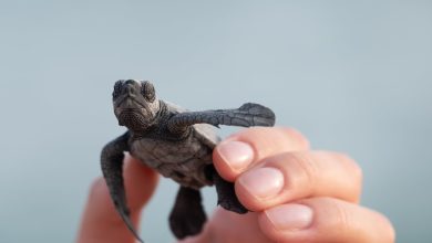 hayvan haklari yabani hayvanlarin korunmasi ve bakimi